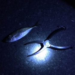 寒ーい中アジング