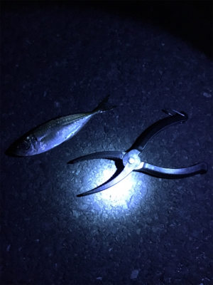 寒ーい中アジング