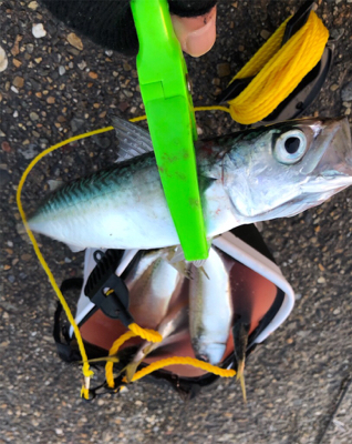 短時間サバサバサバっ！