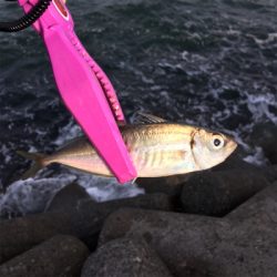 ウルトラライトショアジギング!