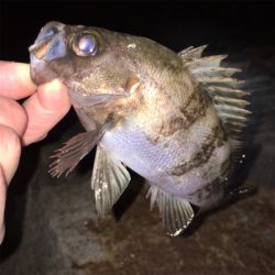 メバリング上向き