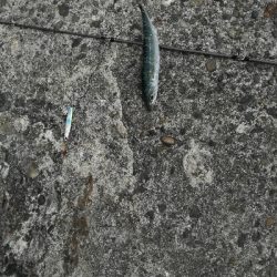 アジはあまり回遊なし