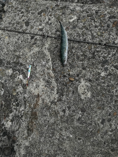 アジはあまり回遊なし