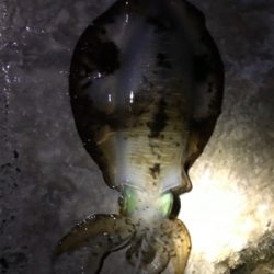 春イカ快釣