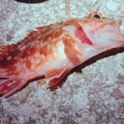 ボトムワインド