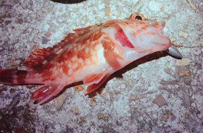 ボトムワインド