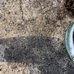 サバマイワシウルメイワシ