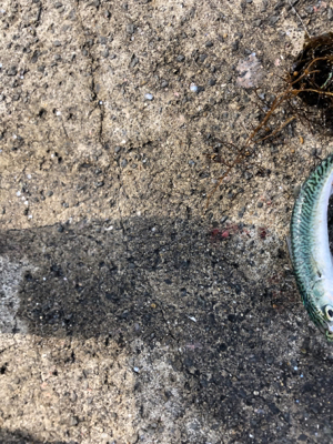 サバマイワシウルメイワシ