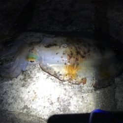 久しぶりのヤエン