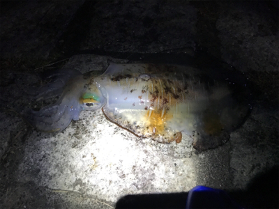 久しぶりのヤエン