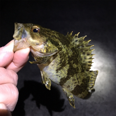 漁港でライトゲーム