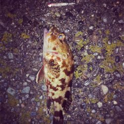 悪条件の中のメバリング