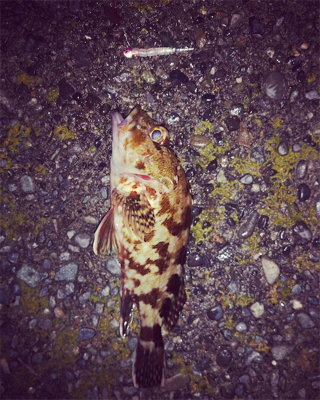 悪条件の中のメバリング