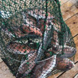 久しぶりの好釣果