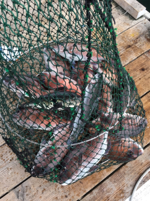 久しぶりの好釣果