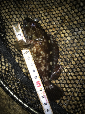 安定のガシリング(^^)