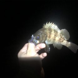 爆!? 泉南メバリング