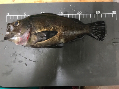 メバル  夜  サビキ  リタックル