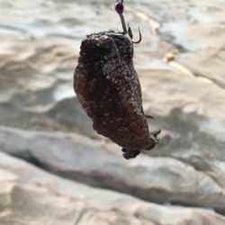 ポカポカ陽気で五目釣り