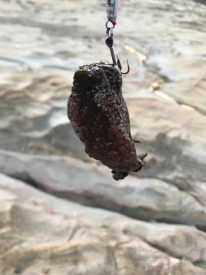 ポカポカ陽気で五目釣り