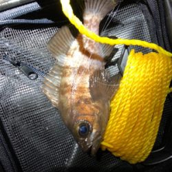 こましなメバル