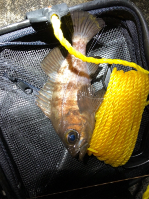 こましなメバル