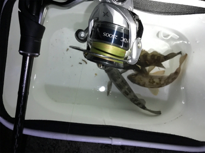 潮探してメバル