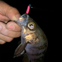 干潮遠投メバリング