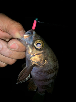 干潮遠投メバリング