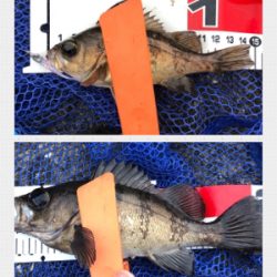 メバリング絶好調！