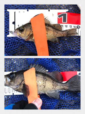 メバリング絶好調！