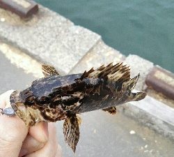 2019年3月28日釣行in御笠川河口