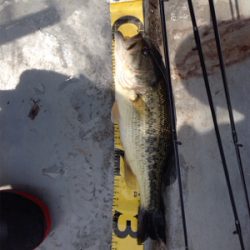 早春のバスフィッシング