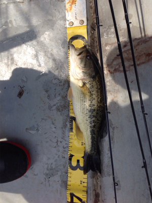 早春のバスフィッシング