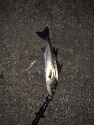 デイ&ナイトで1日フル釣行