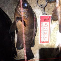 メバルの活性上向き?!