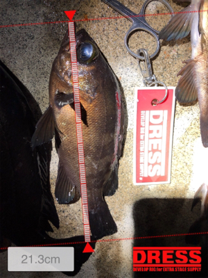 メバルの活性上向き?!