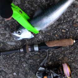 サバサバしたサバ