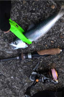 サバサバしたサバ