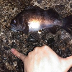 須磨で良型メバル連発祭り!!