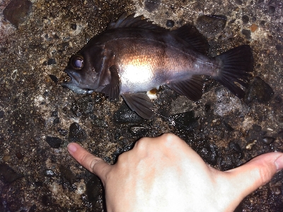須磨で良型メバル連発祭り!!