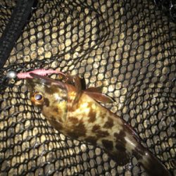 やっぱりミニガシラのみσ(^_^;)