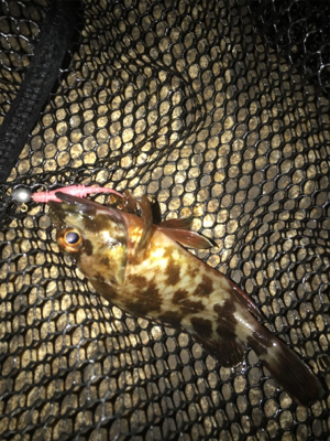 やっぱりミニガシラのみσ(^_^;)