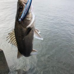 ベイトデイゲーム!