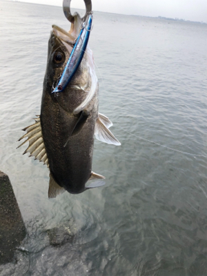 ベイトデイゲーム!