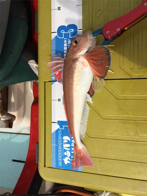 マイボートでタイラバ釣行