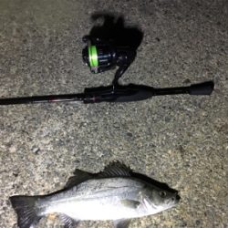 場所替えアジング