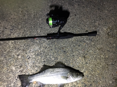 場所替えアジング