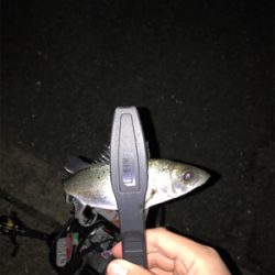 メバルを求めて(遠征)