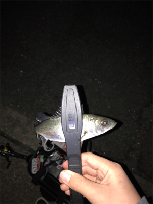 メバルを求めて(遠征)